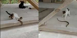 Ditonton 12 Juta Kali, Duel Maut Kucing Vs Ular, Endingnya Mengenaskan