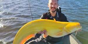 Iseng Mancing Dapat Lele Kuning Raksasa Super Langka, Ukurannya 2,7 Meter!