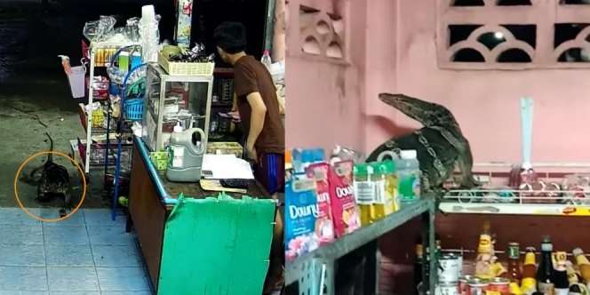 Viral, Biawak Segede Komodo Lapar Obrak-abrik Toko, Penjaganya Langsung Panik