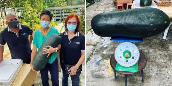 Buah Kundur Raksasa di Singapura yang Bikin Penasaran