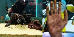 Badan Gatal dan Bau Busuk Dikira Kena Santet, Ternyata dari Sebatang Driftwood yang Diambil dari Hutan