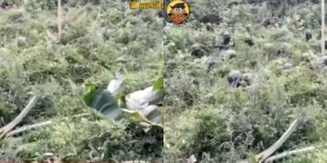 Kamuflase Terbaik Dunia, Dikira Kebun Kosong Ternyata Penuh Prajurit TNI