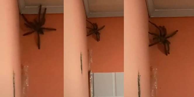 Seisi Keluarga Geger, Laba-Laba Raksasa Nangkring di Pojok Rumah
