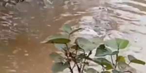 Mancing di Parit Kebun Sawit, Pas Lempar Umpan Astaga Ngeri yang Sambar...