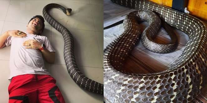 6 Potret Ngerinya Ular King Kobra 'Garaga' Panji Petualang Lepas dari Kandang, Semua Kru Panik!