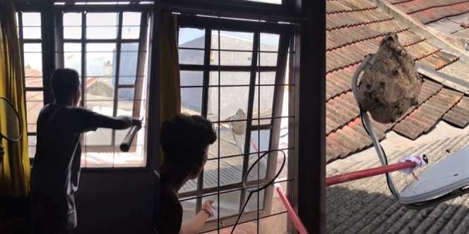 Viral Aksi Pemuda Singkirkan Sarang Tawon Raksasa di Rumahnya, Merinding Ngeri-Ngeri Sedap!