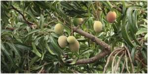 11 Arti Mimpi Memetik Buah Mangga, Jadi Pertanda Tentang Nasib Hubungan Percintaanmu