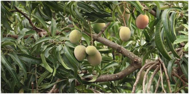 11 Arti Mimpi Memetik Buah Mangga, Jadi Pertanda Tentang Nasib Hubungan Percintaanmu