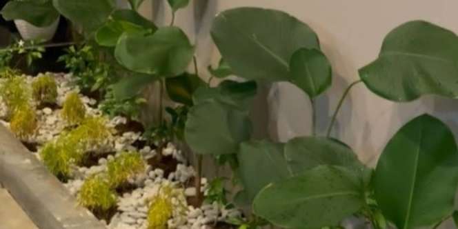 Bikin Penasaran, Bikin Taman Cantik Cuma Habiskan Rp500 Ribu
