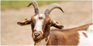 15 Arti Mimpi Kambing Menurut Primbon, Banyak Datangkan Pertanda Baik di Hidupmu