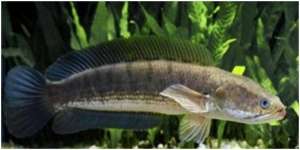 8 Arti Mimpi Ikan Gabus, Bawa Pertanda yang Berkaitan dengan Kesehatan, Karier, dan Asmara