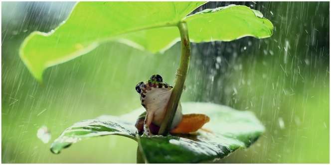 10 Arti Mimpi Kodok, Tanda Banyak Keberuntungan yang Mendatangimu