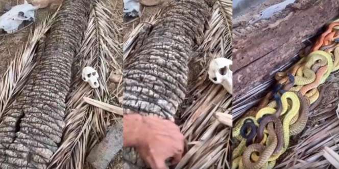 Batang Pohon Kelapa Lapuk Dibuka, Isinya Bikin Bergidik, Puluhan Ular Kobra Warna-warni!