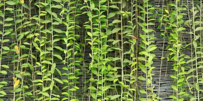 Lee Kwan Yew Bikin Adem Rumah, Tanam dengan Tepat