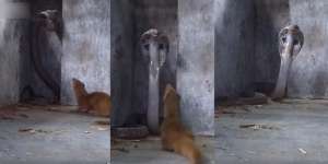 King Cobra Raksasa Kehilangan Harga Diri, Dibuat Mainan Sama Garangan