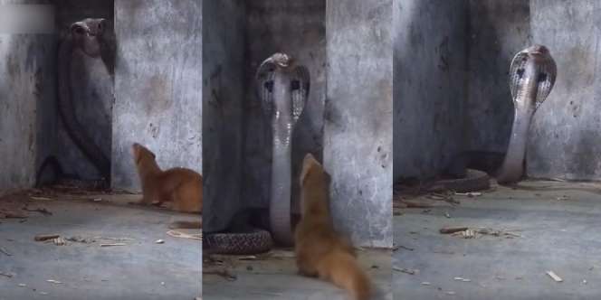 King Cobra Raksasa Kehilangan Harga Diri, Dibuat Mainan Sama Garangan