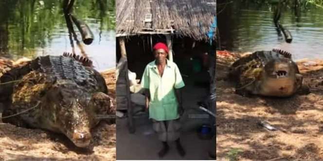 Kakek Tua Hidup Bersama Buaya Raksasa, Rutin Diumpani Ikan Biar Kenyang