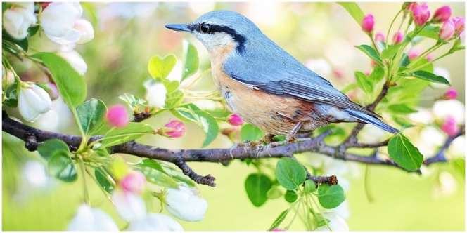 11 Arti Mimpi Burung Perkutut, Apakah Ini Tanda Adanya Kebebasan Hidup?