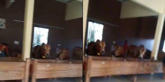 Viral Kandang Sapi Super Mewah, Dibangun Layaknya Rumah