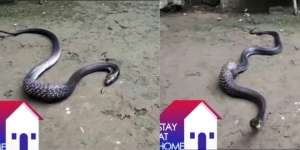 King Cobra Kelojotan Seperti Mau Mati, Ternyata Muntahkan Mangsa Tak Terduga