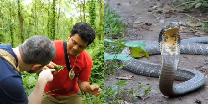 Usai Review Serangga Aneh di Hutan, Panji Petualang Dihadang Kobra Besar, Ukurannya Bikin Bergidik!