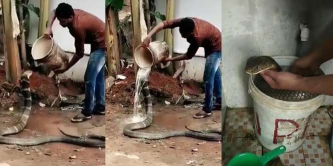 Aksi Pria Mandikan King Kobra Seperti Anaknya Bikin Netizen Merinding, Panji Nangis Lihat Ini