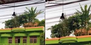 Rumah Anti Mainstrem Tanam Pohon Pisang di Atap, Pelintas Dijamin Nengok!