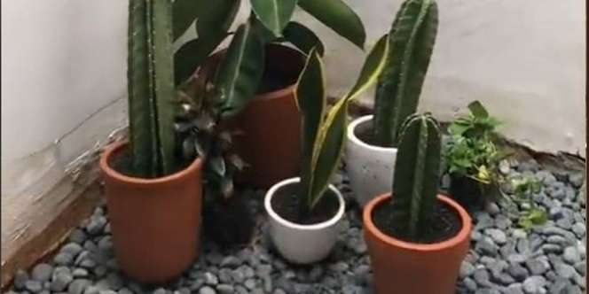 Bikin Taman Kering Simpel, Biayanya Hanya Rp500 Ribu