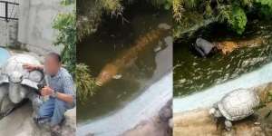 Ngeri, Dikira Patung, Kakek Ini Tangannya Remuk dan Hampir Putus Saat Masuk Kolam Buaya