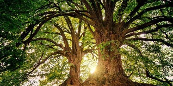13 Manfaat Hutan yang Penting Bagi Semua Makhluk Hidup di Bumi