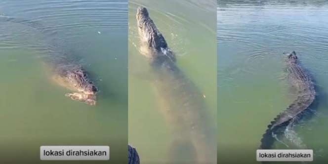Ngeri, Aksi Warga Kasih Makan Buaya Raksasa di Pinggir Sungai: Nggak Ada Takut-takutnya