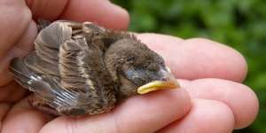 25 Arti Mimpi Menangkap Burung dengan Tangan, Simbol Keberkahan Serta Keberuntungan