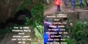 Viral Ular Besar Ini Selalu Hilang Saat Ditangkap hingga Disebut Hewan Jadi-Jadian