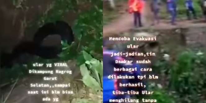 Viral Ular Besar Ini Selalu Hilang Saat Ditangkap hingga Disebut Hewan Jadi-Jadian