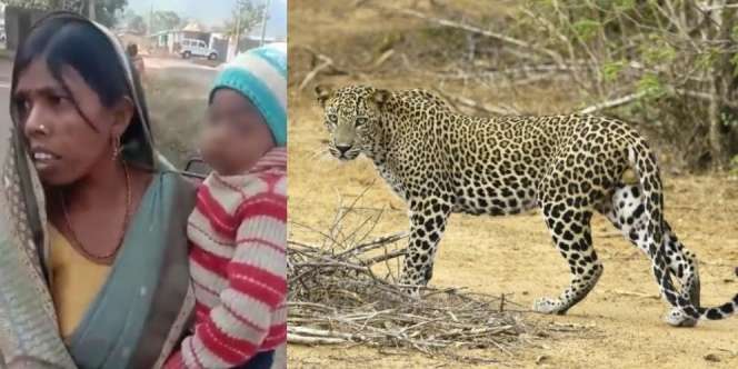 Viral, Selamatkan Anaknya, Emak-emak Duel Lawan Macan Tutul dengan Tangan Kosong