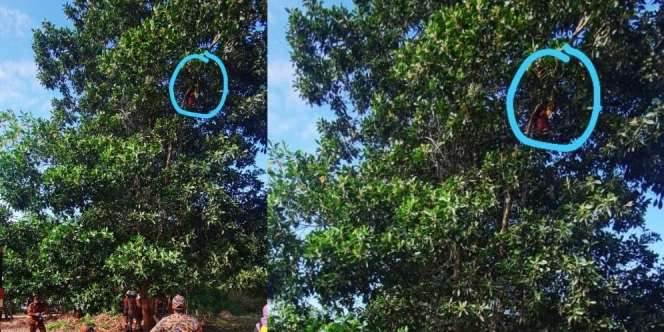 Diduga Alami Halusinasi, Seorang Nenek Tanpa Sadar Panjat Pohon 9,1 Meter dan Tak Bisa Turun