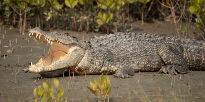Lagi Asyik Mandi, Remaja di Indragiri Hilir Disambar Buaya