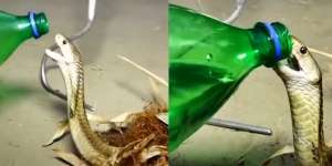 Viral, King Kobra Haus Dikasih Minum Sprite, Begini Reaksinya..
