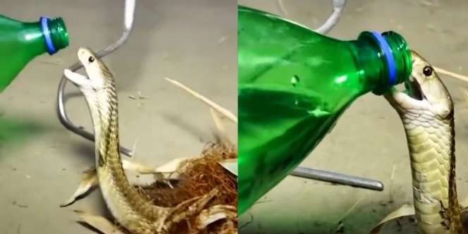 Viral, King Kobra Haus Dikasih Minum Sprite, Begini Reaksinya..