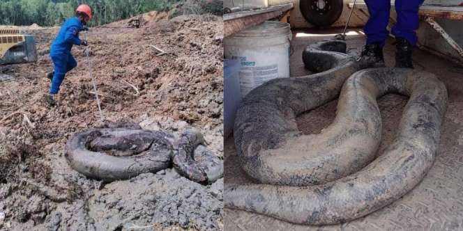 Pekerja Proyek Gempar Temukan Dua Ular Piton Raksasa, Lebih Gede dari Paha Orang Dewasa