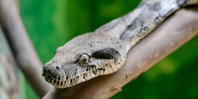 Hati-hati! Mimpi Dikejar Ular Besar Bisa Jadi Pertanda Buruk