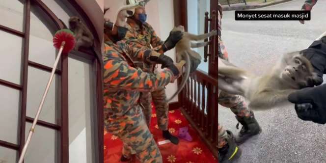 Video Monyet Liar Tersesat Masuk Masjid, Saat Tertangkap Tingkahnya Bikin Heran