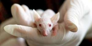 Taiwan Curiga Tikus Percobaan Tularkan Virus Corona ke Pekerja Lab yang Positif Covid-19