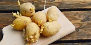 Kentang Mulai Muncul Tunas, Amankah Dimakan?
