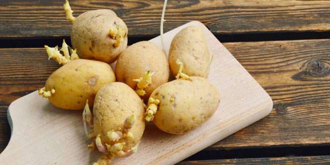 Kentang Mulai Muncul Tunas, Amankah Dimakan?