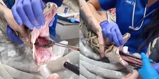 Detik-Detik Mendebarkan Dokter Selamatkan Ular Boa Menelan Kain Selimut, Diduga Salah Mangsa