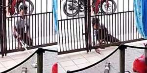 Waspada! CCTV Rekam Aksi Maling Paket yang Tergeletak di Halaman Rumah
