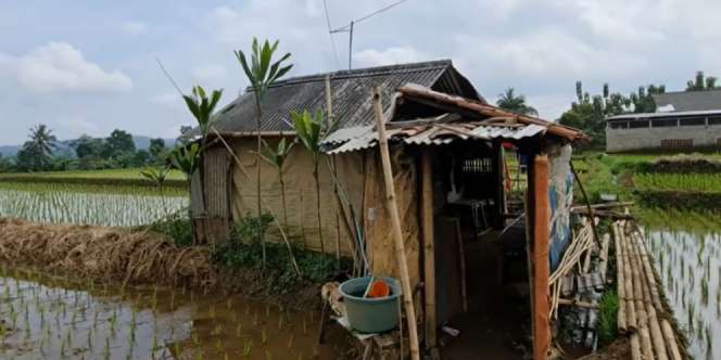 Punya Sawah Hektaran, Kakek Ini Pilih Hidup Sederhana di Gubuk Reot