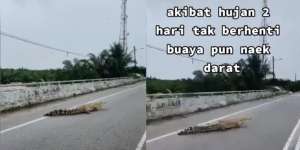 Buaya Sungai Naik ke Darat dan Keliaran di Jalan Raya karena Banjir, Netizen: Dia Cari Wanita Lain