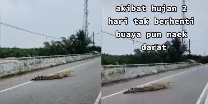 Buaya Sungai Naik ke Darat dan Keliaran di Jalan Raya karena Banjir, Netizen: Dia Cari Wanita Lain
